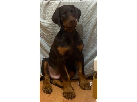 2 aylık 14-16 kg 2 erkek iri ve kalın doberman arayana