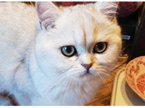Kedimiz sindirella (cindy) acil sahibini bekliyor
