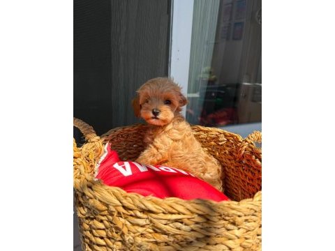 Maltipoo bebekler