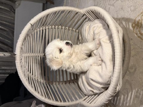 Tuvalet eğitimli maltese terrier