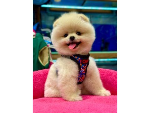 Show kalite pomeranian boo bebekler