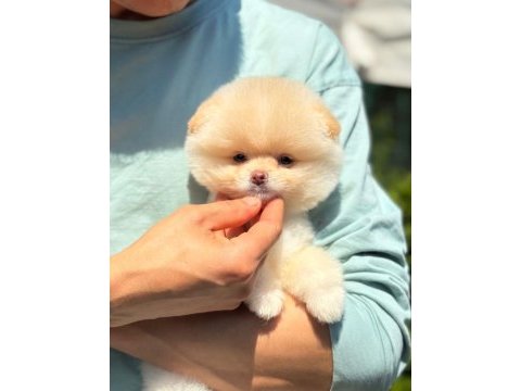 Dünyalar tatlısı ayı surat pomeranian boo