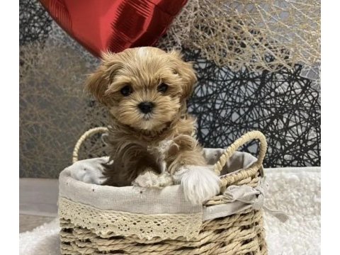 Türkiye’nin en özel kore teacup yavruları