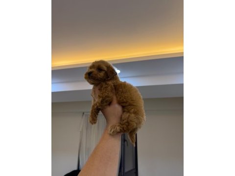 Koyu renk kore teacup maltipoo yavrumuz yeni yuvasına hazır