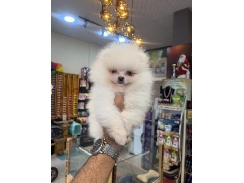 Pomeranian yavrular