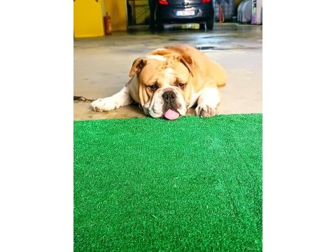 Avrupa standartlarında bulldog