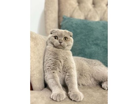 Tamamen uysal aşılar tam 1 buçuk yaşında scottish fold