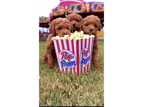 2 aylık poodle sahiplerini bekliyor