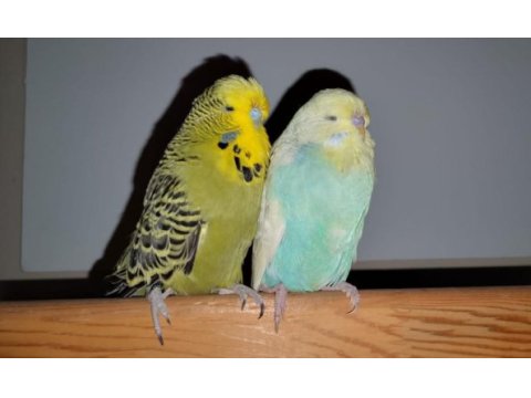 Show jumbo ve jumbo kuşlarımız