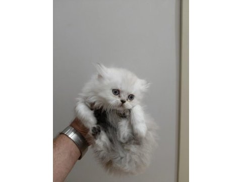 Chinchilla kediler