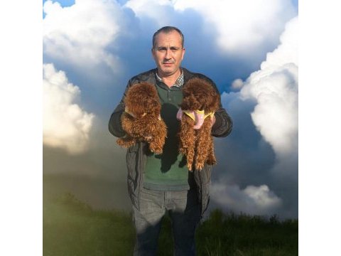 Safkan korea ve çin poodle