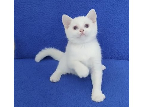 Beyaz mavi boncuk teslime hazırdır 