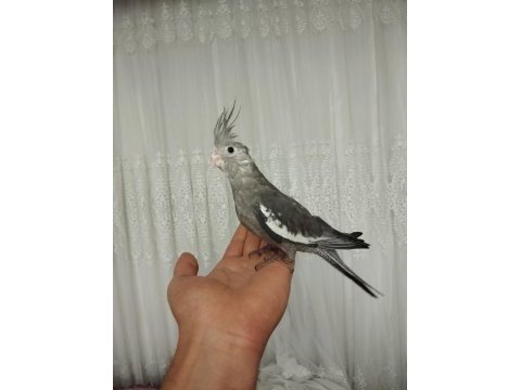 Acil sahiplendirme yavru kuşlar