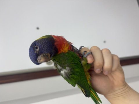 El besleme 2 aylık bebek lori papağanı