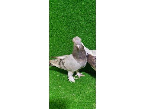 Boz dumanlı takkalı güvercin dişi 81 ile gönderilir