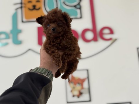 Petmode köpek çiftliğinden tea cup poodle yavrular