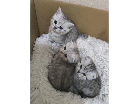1.5 aylık scottish fold yavrularımız sahiplendirilecektir