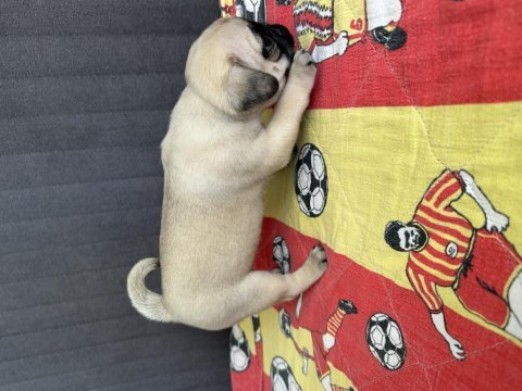 A kalitesi pug yavrularım