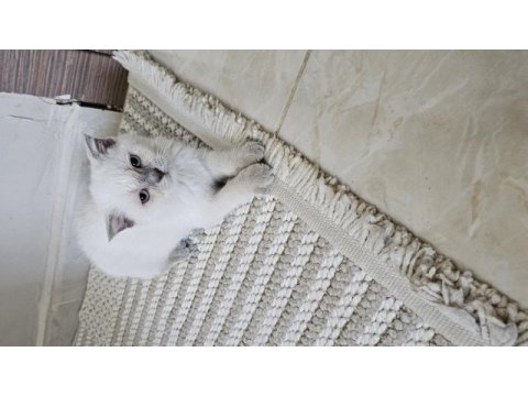 Scottish fold yavrum