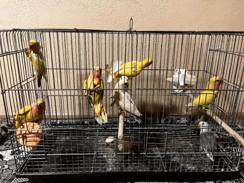 Yavru bebek sevda papağanları rengarenk