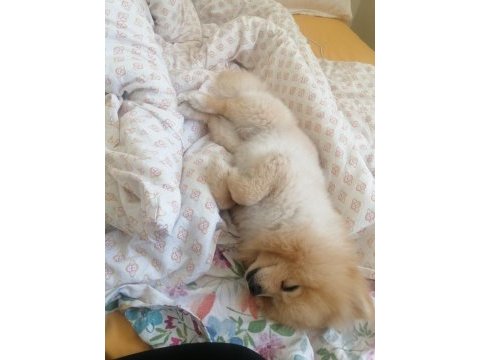 Asil oğlumu veriyorum pomeranian boo