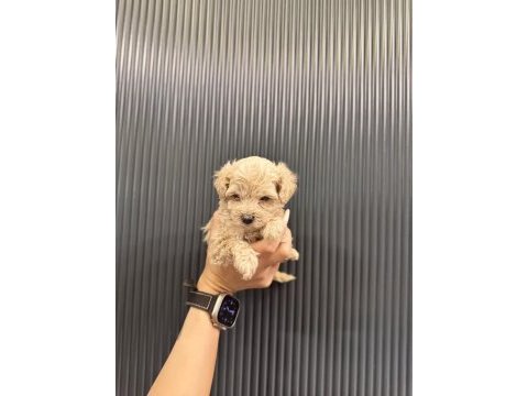 Evde büyüyen tuvalet eğitimli maltipoo yavrular