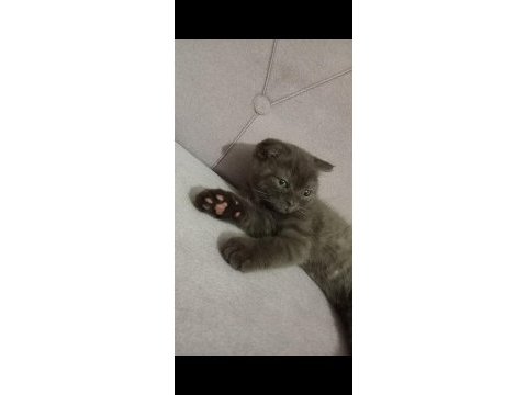 Scottish fold nadir renk