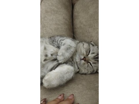 Scottish fold 7 aylık dişi
