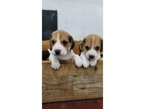 Beagle yavrular ırk garantilidir
