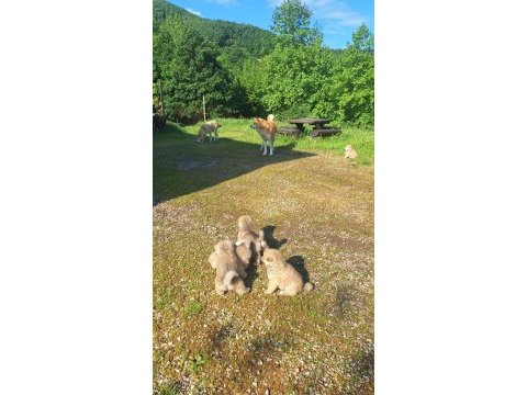 Japon akita yavrularımız