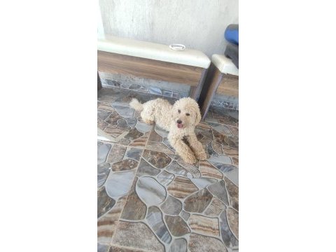 9 aylık erkek minyatür toy poodle