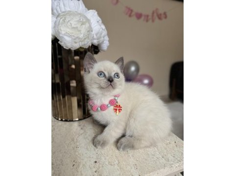 British shorthair bluepoint yavrular