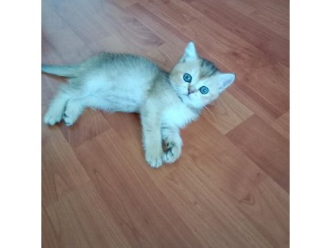 Safkan british shorthair yavrular