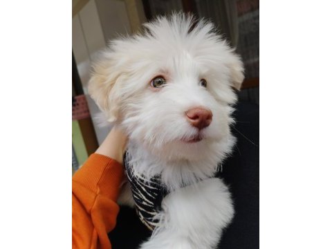 Acil uygun maltese terrier