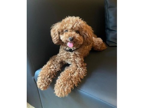 A kalite toy poodle yavrularım