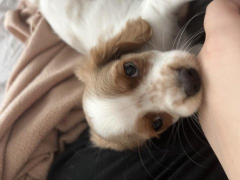2.5 aylık cavalier king charles uyguna verilecektir