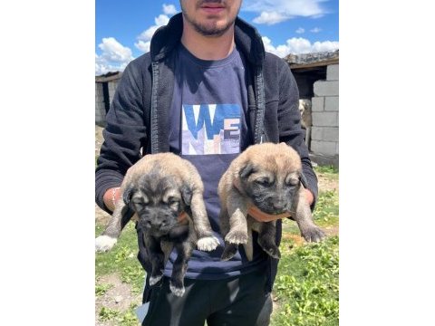 Köpekler 81 ile sorunsuz gönderim var