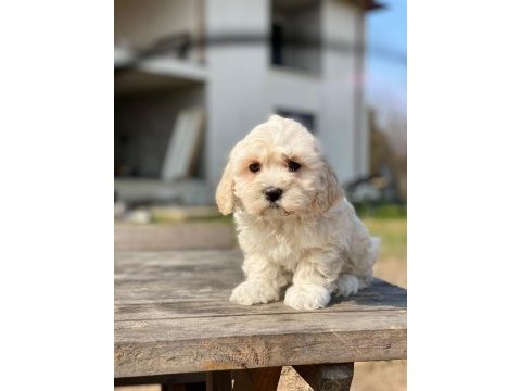 Güzel maltese yavrularımız