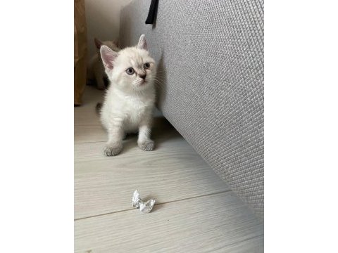 British shorthair silver point yavrular