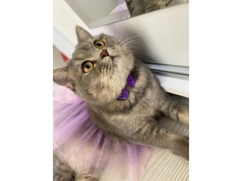 Scottish fold kedimiz eli yeni yuva arıyoruz