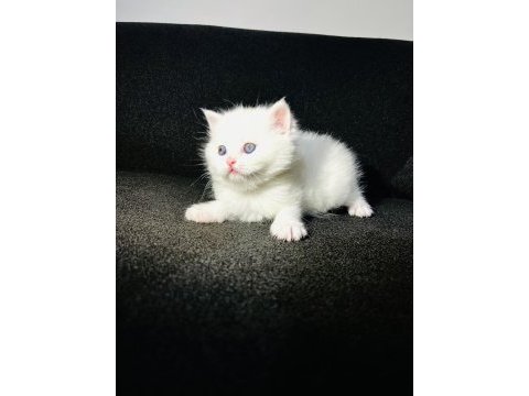 Irk garantili british shorthair yavrularımız