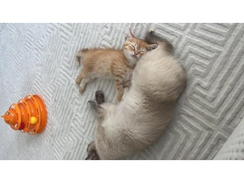 British shorthair sarı 3 aylık