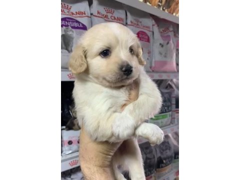 2 aylık terrier