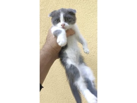Gri beyaz yavru scottish fold