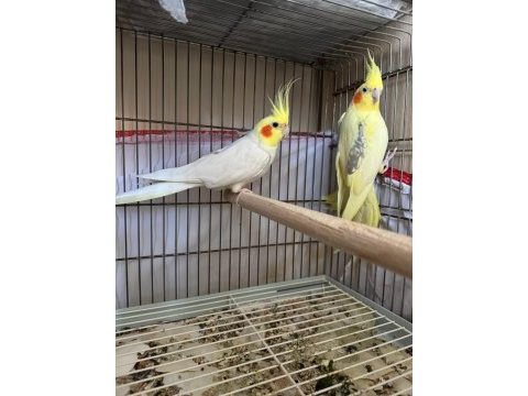 Takım hazır sultan papağanı