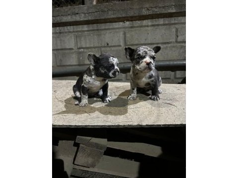 French bulldog yavrularımız yeni ailesini arıyor