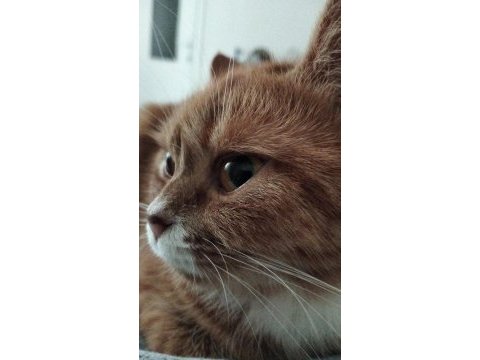 British longhair kırması dostlarımız yuva arıyor