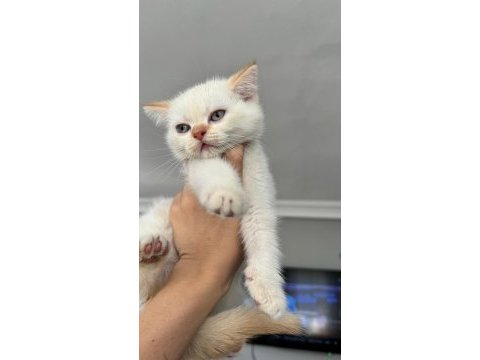 British shorthair dişi