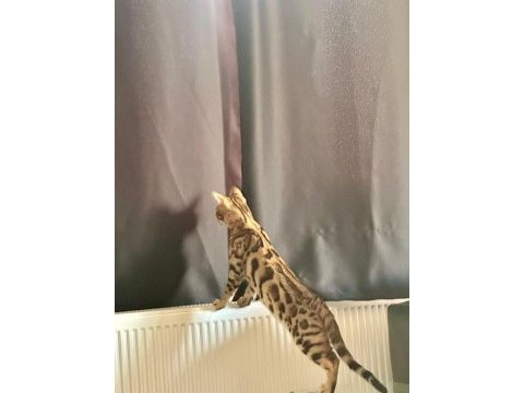 Bengal kedisi yavrularımız
