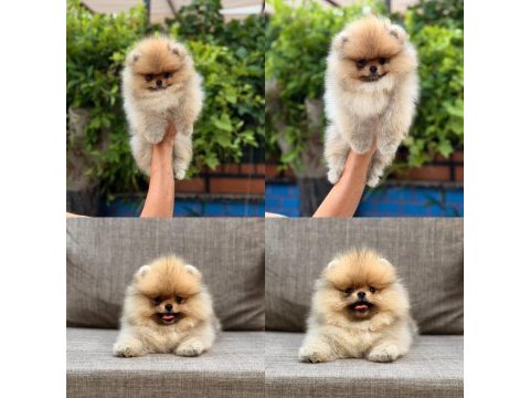 Pomeranian boo ırk garantili
